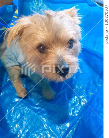 見つめるわんこ 130870937