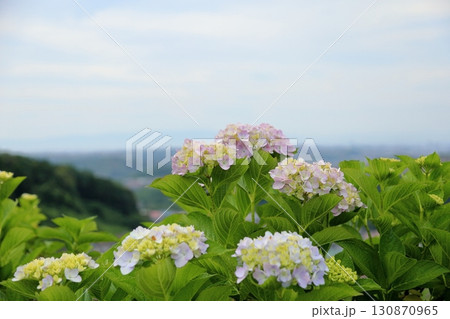 アジサイの花 130870965
