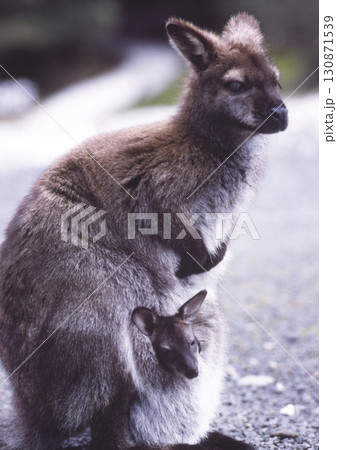 ワラビーの親子 130871539
