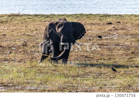 African Elephant in Chobe National Park African Elephant in Chobe National Park 130871758