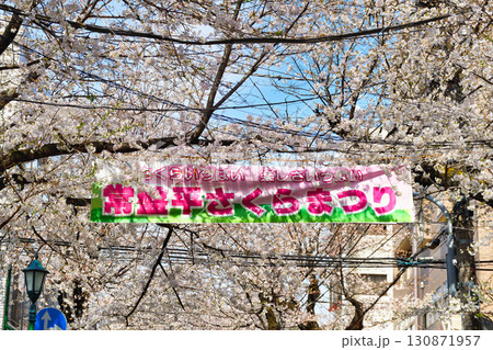 常盤平さくらまつり（千葉県松戸市） 130871957