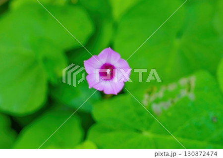 ひっそりと咲く満開のピンクのホシアサガオの花 ひっそりと咲く満開のピンクのホシアサガオの花 130872474
