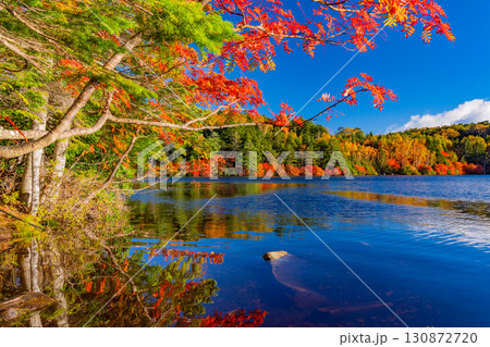 《長野県》白駒池・湖畔の紅葉 130872720