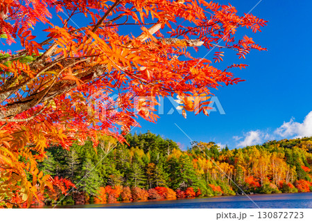 《長野県》白駒池・湖畔の紅葉 130872723