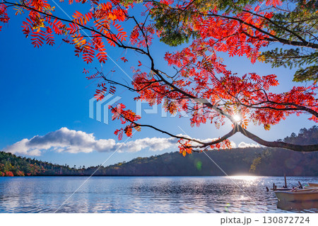 《長野県》白駒池・湖畔の紅葉 130872724