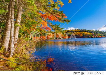 《長野県》白駒池・湖畔の紅葉 130872725