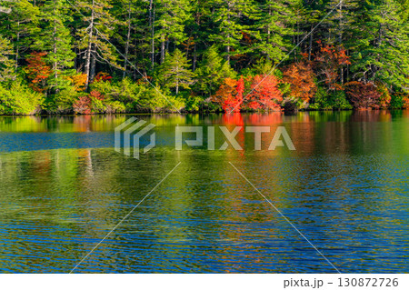 《長野県》白駒池・湖畔の紅葉 130872726