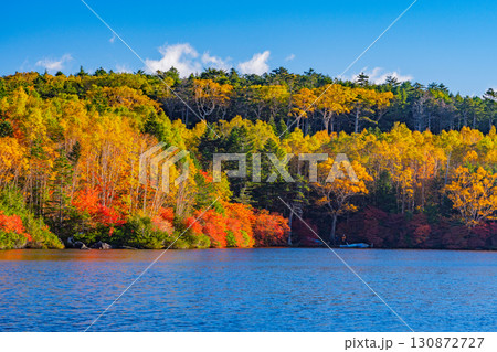 《長野県》白駒池・湖畔の紅葉 130872727