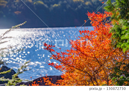 《長野県》白駒池・湖畔の紅葉 130872730