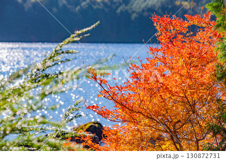 《長野県》白駒池・湖畔の紅葉 130872731