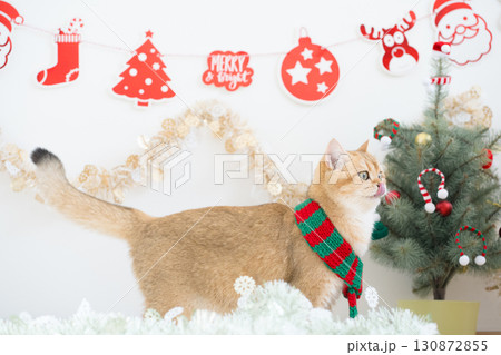 winter holiday and cat concept with british cat wear silk scarf and play with pine and christmas tree decorate background 130872855