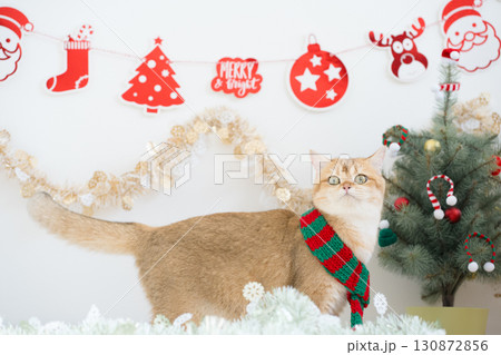 winter holiday and cat concept with british cat wear silk scarf and play with pine and christmas tree decorate background winter holiday and cat concept with british cat wear silk scarf and play with pine and christmas tree decorate background 130872856