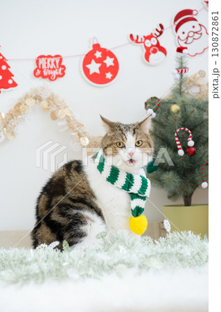 winter holiday and cat concept with scottish cat wear silk scarf and play with pine and christmas tree decorate background winter holiday and cat concept with scottish cat wear silk scarf and play with pine and christmas tree decorate background 130872861
