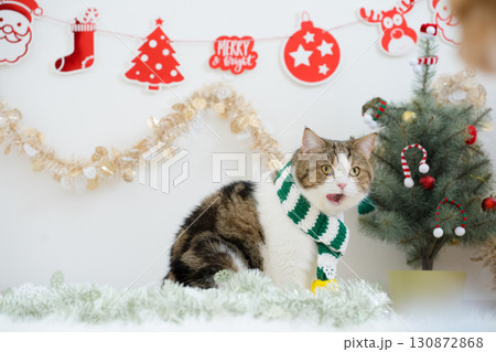 winter holiday and cat concept with scottish cat wear silk scarf and play with pine and christmas tree decorate background 130872868