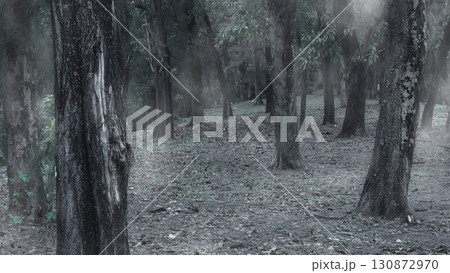 Forest with foggy trees and a path. The scene is scary and mysterious. Dramatic smoke or fog effect. Mockup. Copy Space. Wallpaper or Halloween background Forest with foggy trees and a path. The scene is scary and mysterious. Dramatic smoke or fog effect. Mockup. Copy Space. Wallpaper or Halloween background 130872970