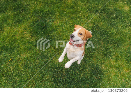 Cheerful beagle dog jumping with tongue out and happy expression, front paws raised mid-air on a green grassy background Cheerful beagle dog jumping with tongue out and happy expression, front paws raised mid-air on a green grassy background 130873203