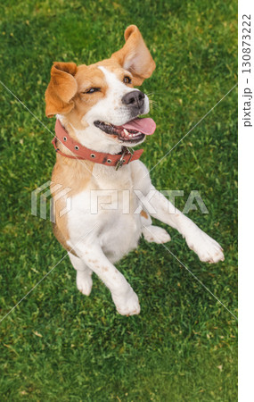 Joyful beagle dog caught mid-jump with tongue out and playful wink, ears lifted and front paws raised on a green grassy background 130873222