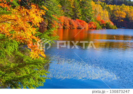 《長野県》白駒池・湖畔の水草と紅葉が美しい 130873247