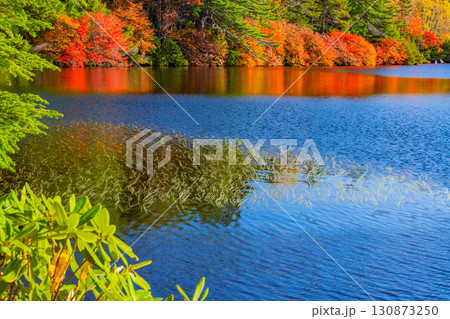 《長野県》白駒池・湖畔の水草と紅葉が美しい 130873250