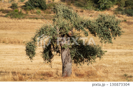 Majestic Oak Tree in Golden Rural Landscape 130873304