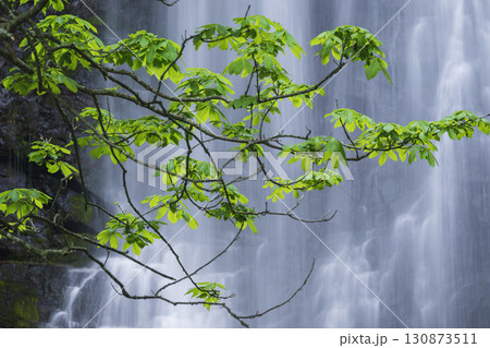 新緑の美しすぎる不動滝 130873511
