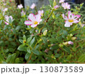 ポーチュラカの花とつぼみ 130873589