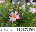 ポーチュラカの花びら 130873590