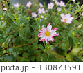 ポーチュラカの花 130873591