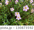 ポーチュラカの花たち 130873592