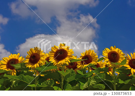 盛夏に咲くヒマワリの花 盛夏に咲くヒマワリの花 130873653