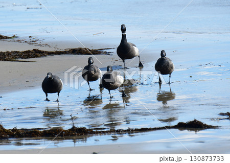 海から上がってきたコクガンの群れ 130873733