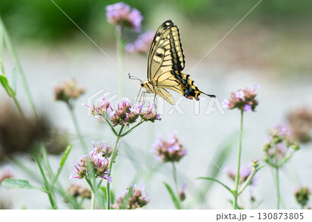ピンク色の小さな花に止まり蜜を吸うアゲハ蝶 130873805
