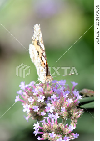 三尺バーベナの花の蜜を吸うタテハチョウの顔 130873806
