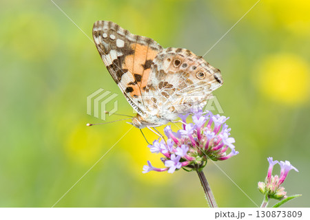 ピンク色の小さな花の蜜を必死に吸うヒメアカタテハ 130873809