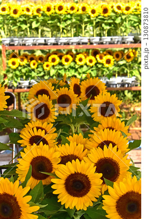 盛夏に咲くヒマワリの花 130873810