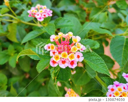 赤いランタナの花 赤いランタナの花 130874030