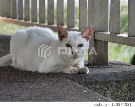 昼寝する猫 130874081