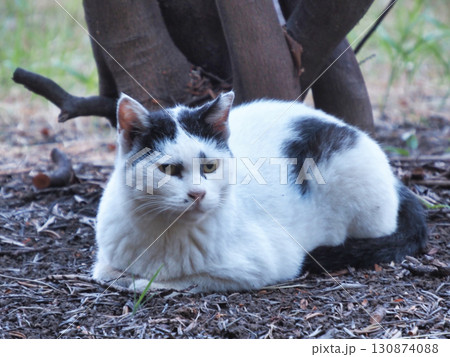 見つめる猫 見つめる猫 130874088