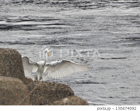 飛び立つ白鷺 130874092