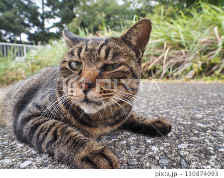 見つめる猫 見つめる猫 130874093