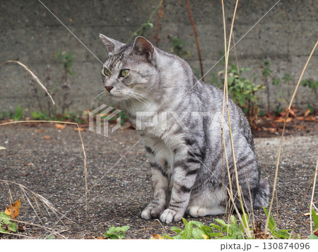 見つめる猫 見つめる猫 130874096