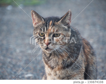 見つめる猫 見つめる猫 130874108