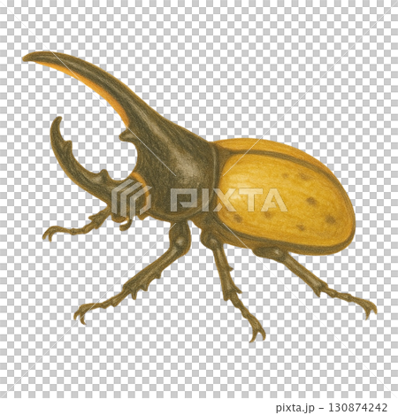 [Insect] Illustration of Hercules beetle 130874242