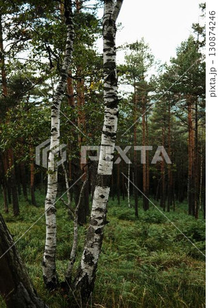 White birch trees in a green forest of Divcibare, Serbia. Peaceful nature landscape with lush vegetation and tall pine trees 130874246
