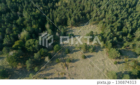 Aerial view of a flock of sheep grazing on a sunny meadow in Divcibare, Serbia, surrounded by forest. Farm animals on free 130874313