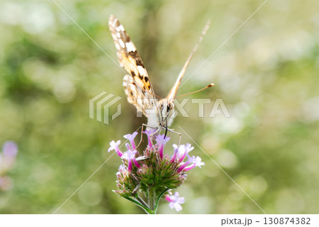 こちらを見ているタテハチョウ 130874382