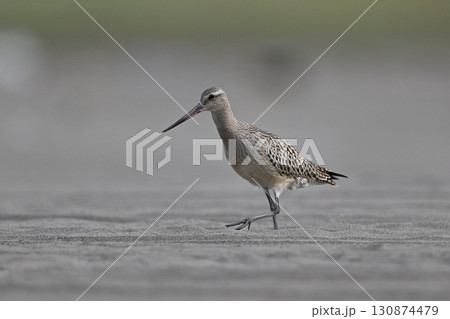 オオソリハシシギ⑬（北海道） 130874479