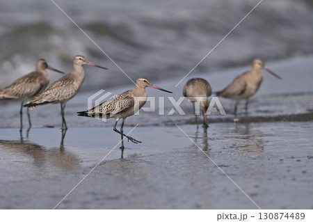 オオソリハシシギ㉓（北海道） 130874489