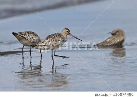 オオソリハシシギ㉔（北海道） 130874490