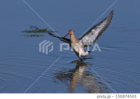 オグロシギ⑧（北海道） 130874503